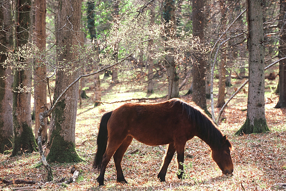 Spring Pony in Studley Wood